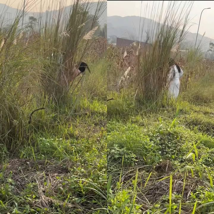 May be an image of grass