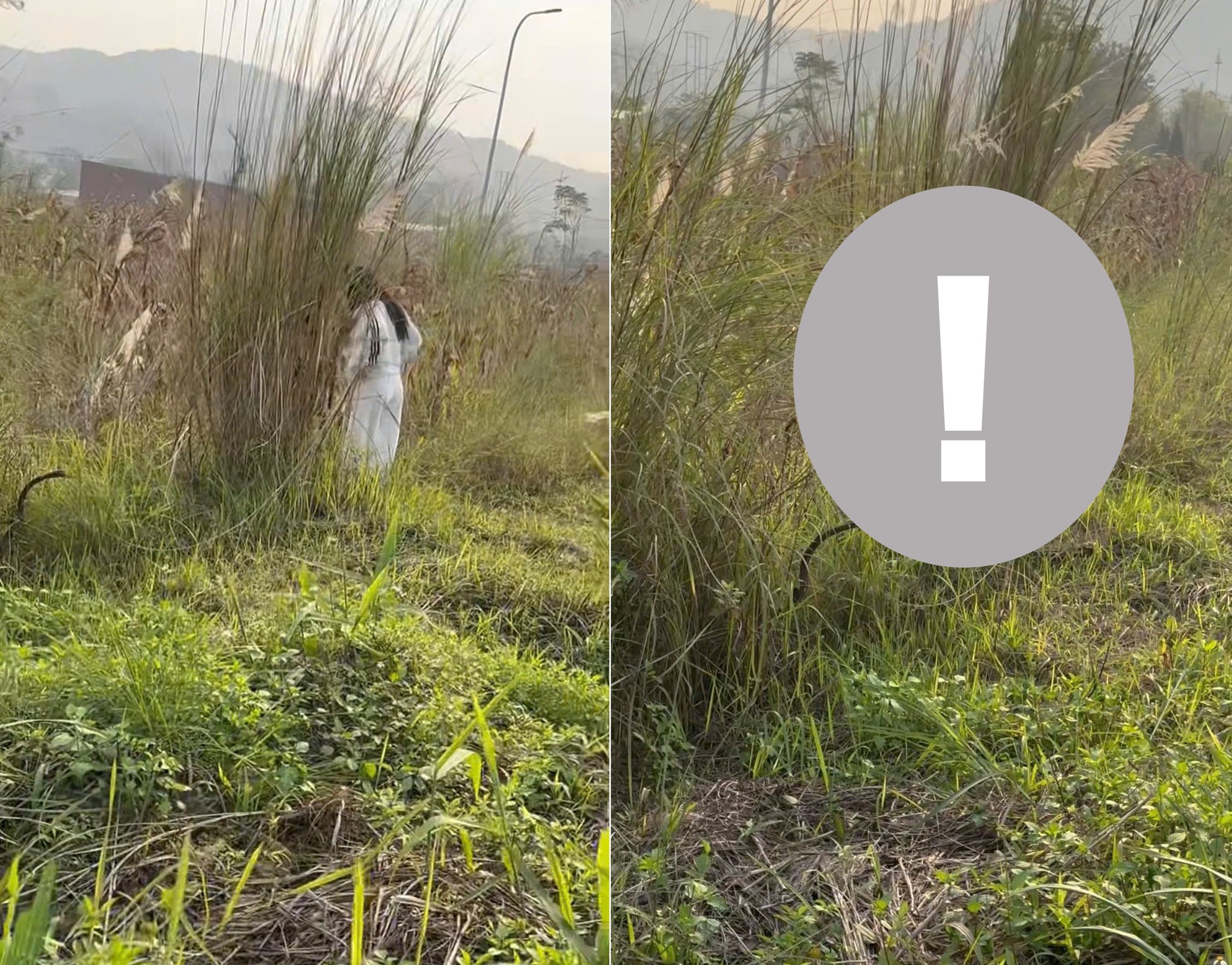 May be an image of panda, fog and grass