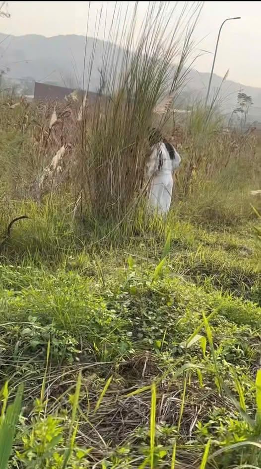 May be an image of grass