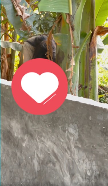 Không có mô tả ảnh.