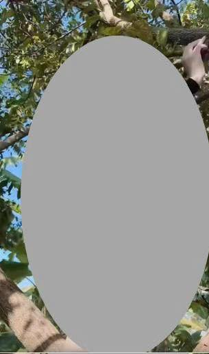 May be an image of tree