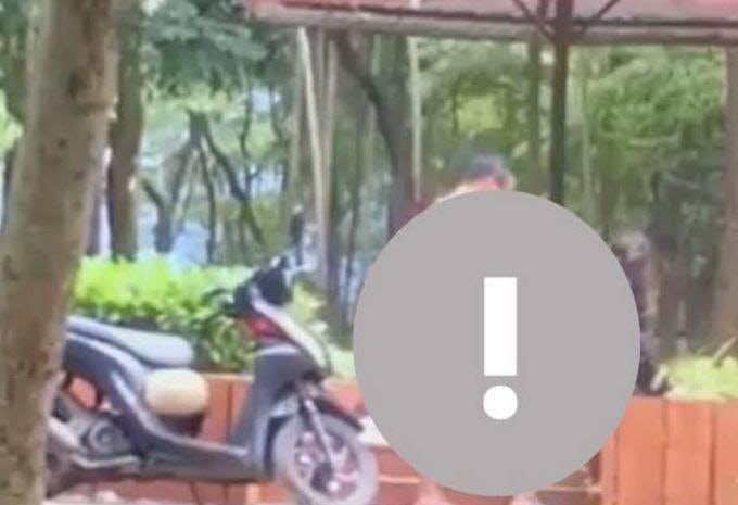 May be an image of slow loris, motorcycle, segway and scooter