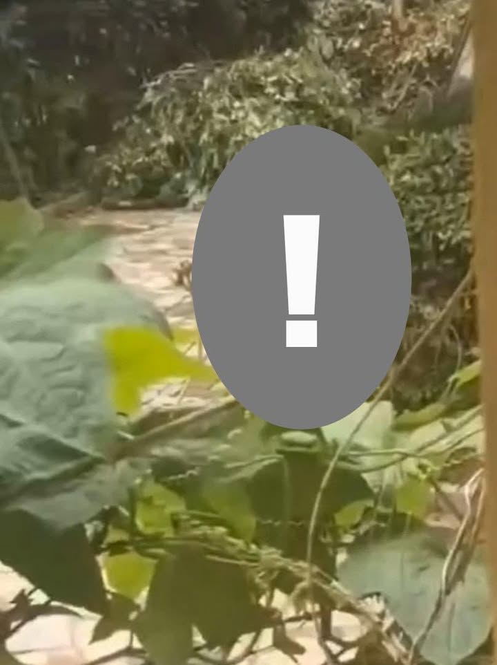 May be an image of slow loris, tree and text