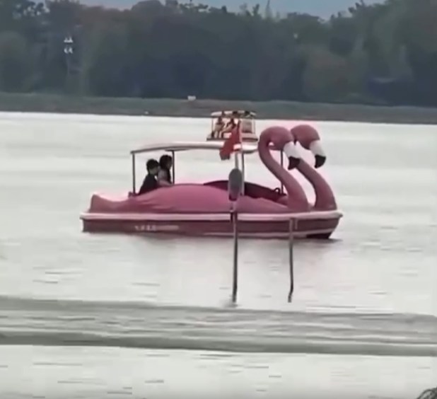 Có thể là hình ảnh về thiên nga và thuyền