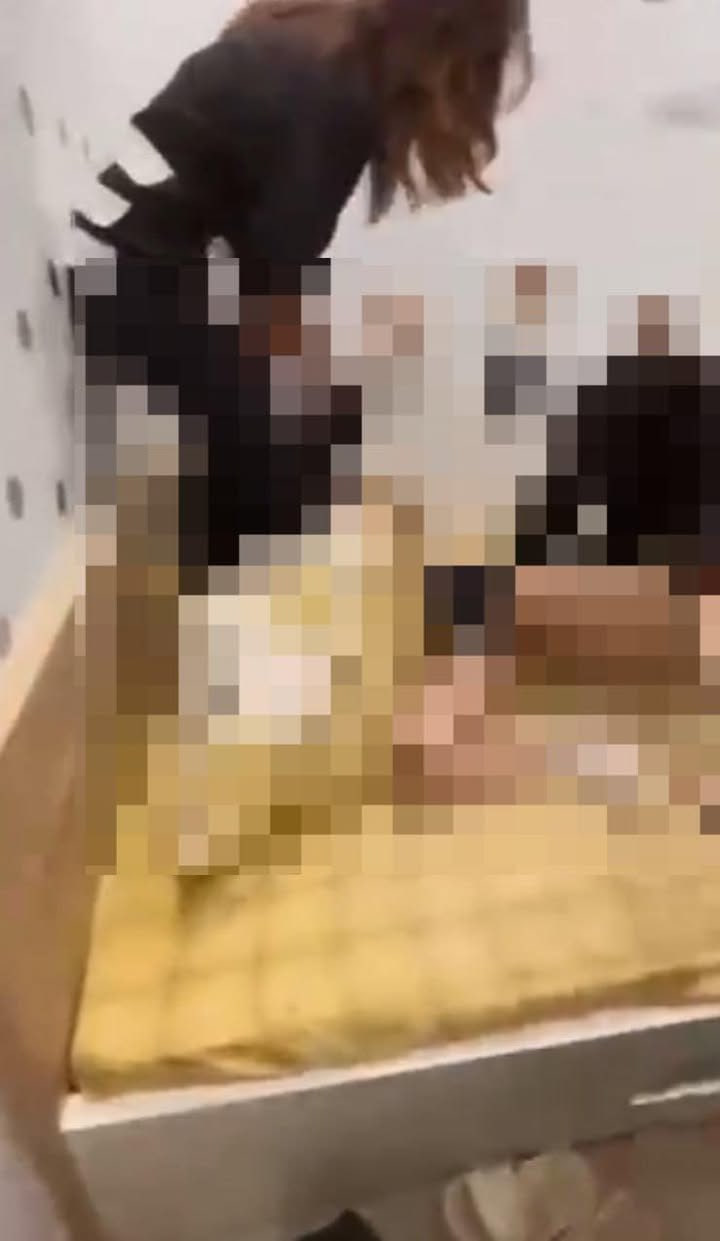 Có thể là hình ảnh về con cù lần và bàn là