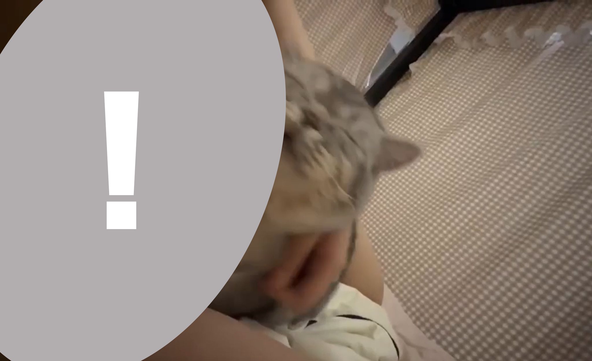 May be an image of slow loris and cat