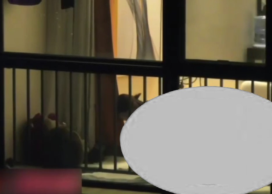 May be an image of slow loris