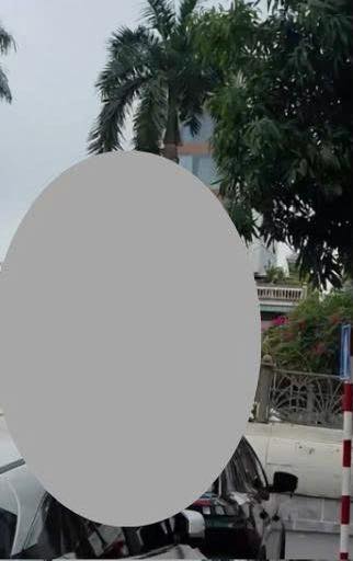 May be an image of tree