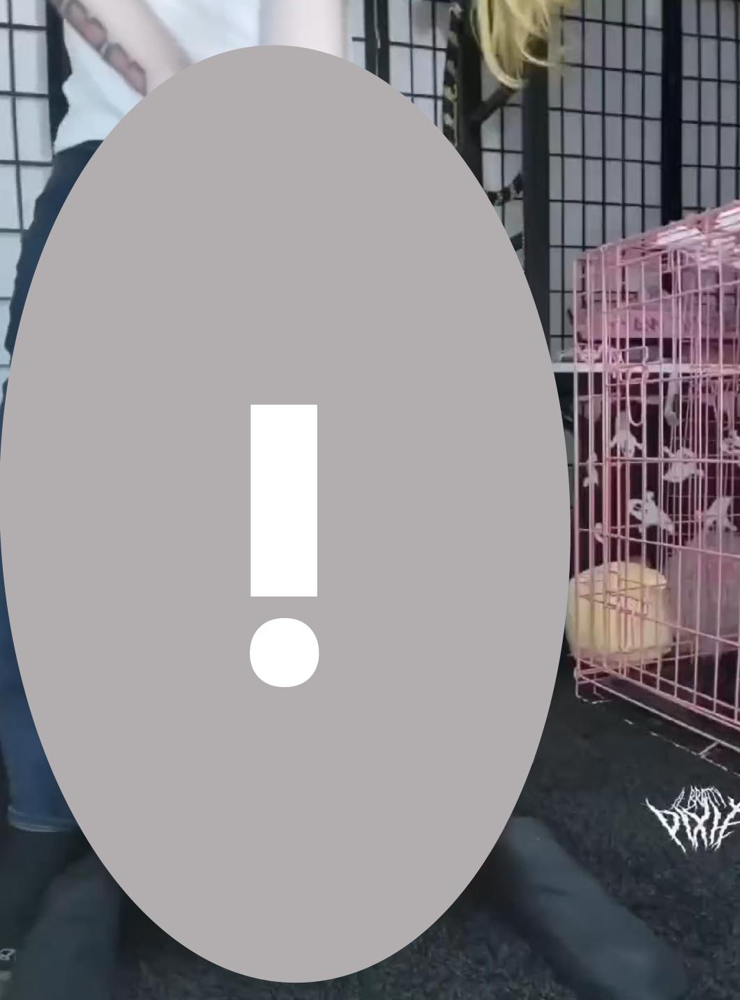 May be an image of ferret